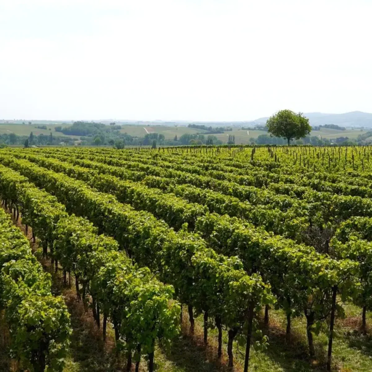 vineyards_1670566680098.jpg